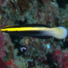 Labroides bicolor : 3 à 5 cm